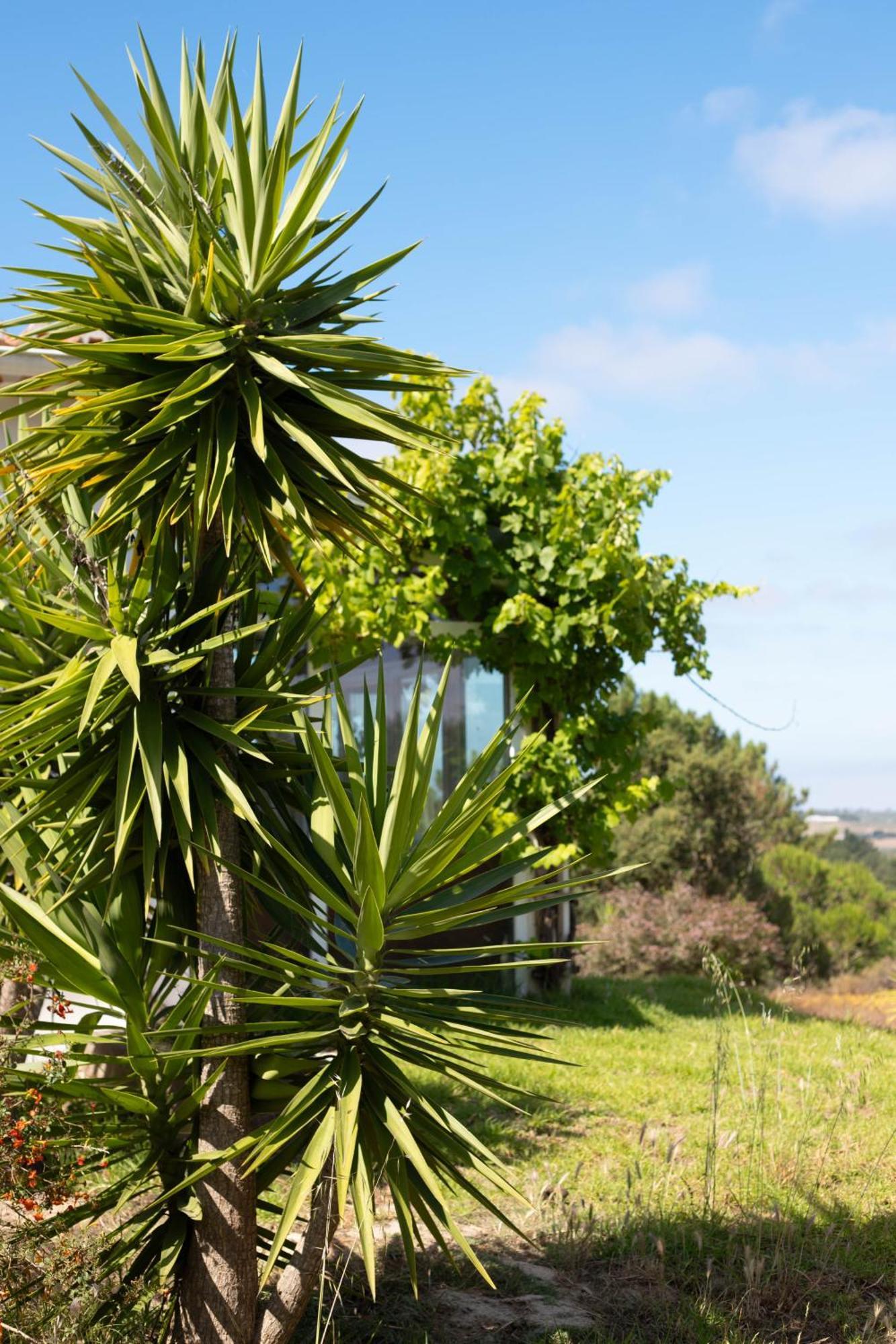 Monte Da Urze Aljezur - Agroturismo ภายนอก รูปภาพ