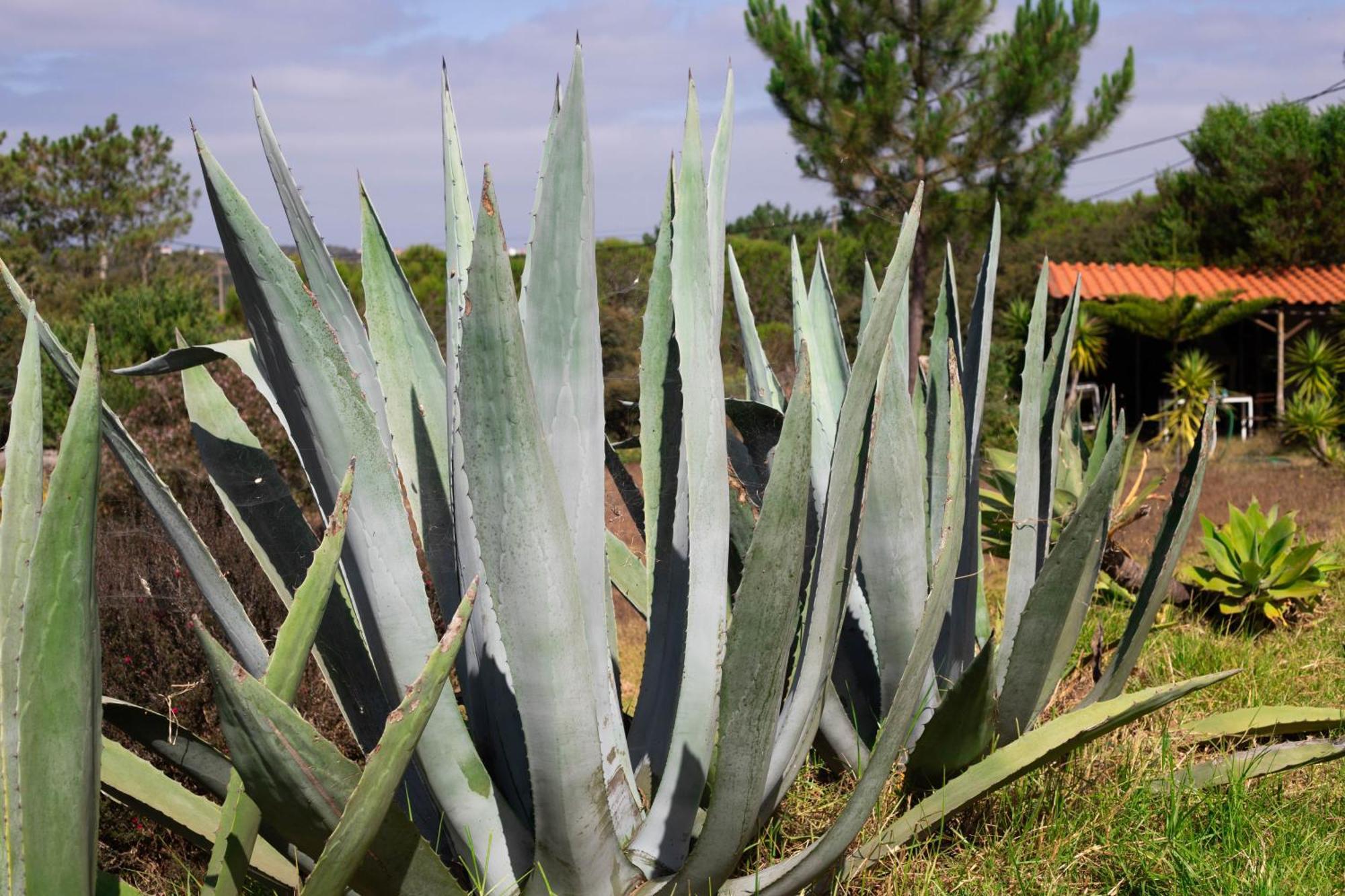 Monte Da Urze Aljezur - Agroturismo ภายนอก รูปภาพ
