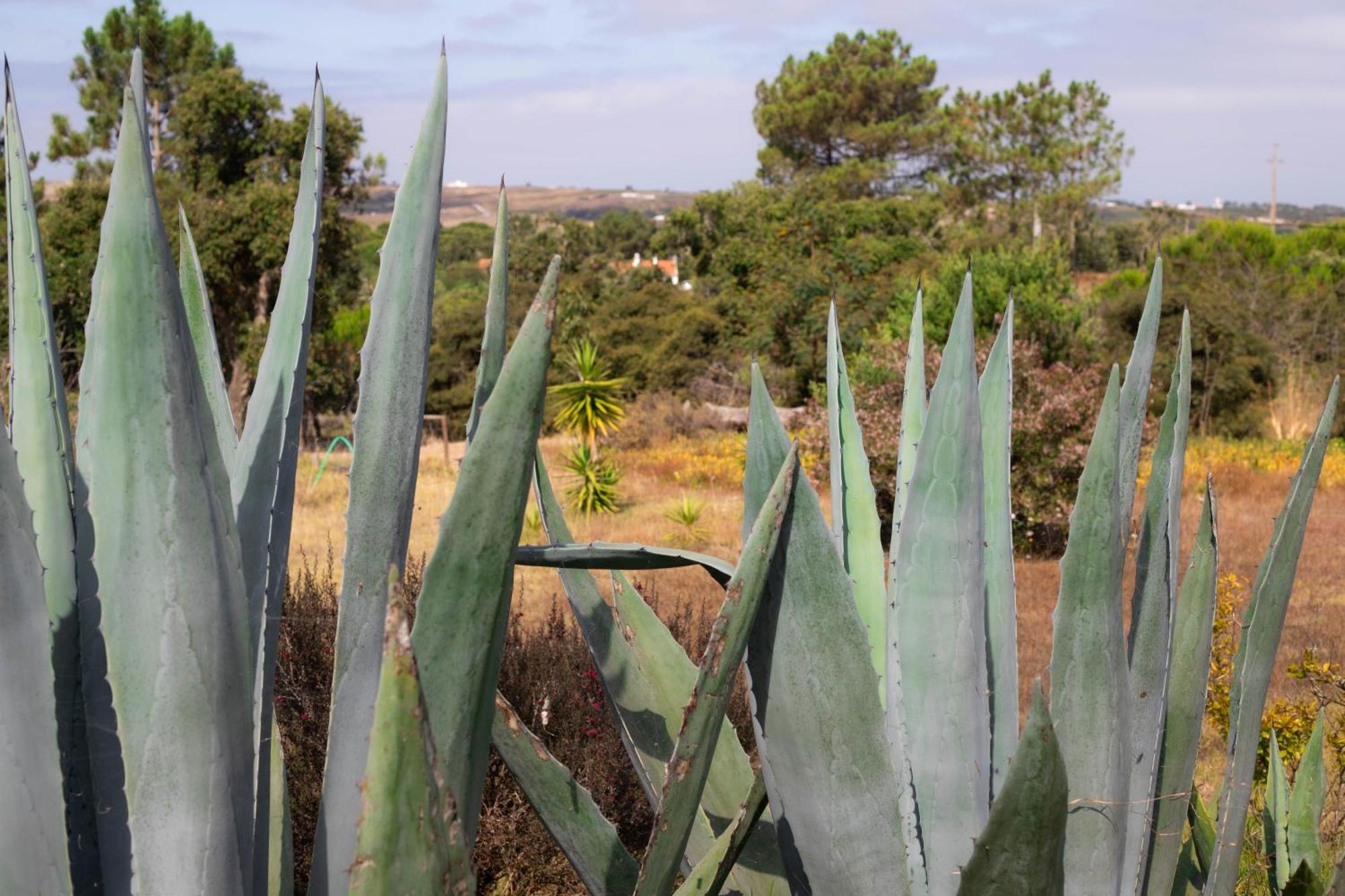Monte Da Urze Aljezur - Agroturismo ภายนอก รูปภาพ